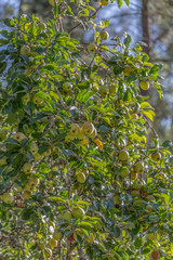 View of an apple tree with fruit detail and blurred background...