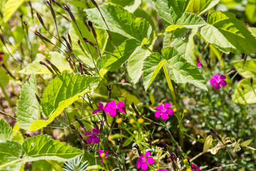 Small red flowers in a thicket of grass . Close-up.