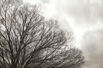 冬、空、木
