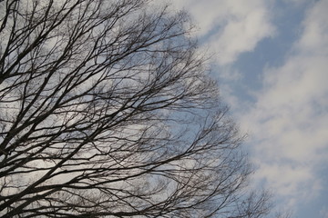 冬、空、木