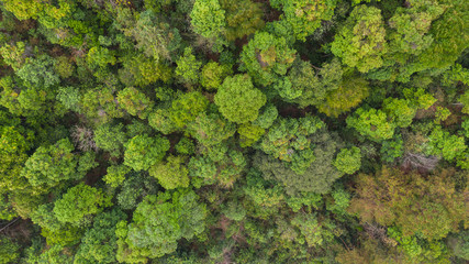 Aerial top view forest, Natural park background