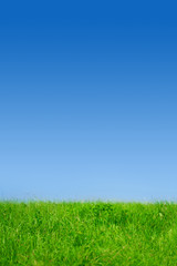 Green grass on blue clear sky, spring nature theme