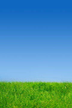 Green grass on blue clear sky, spring nature theme
