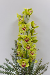 A large branch of orchids Cymbidium with Eucalyptus branches in a vase on a light background...