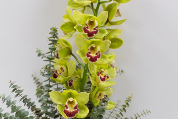 A large branch of orchids Cymbidium with Eucalyptus branches in a vase on a light background...