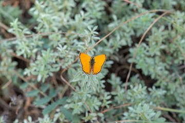 Lycaenidae / Alev Ateşi / Turkish Fiery Copper / Lycaena kefersteinii