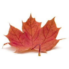 colorful autumn maple leaf isolated on white