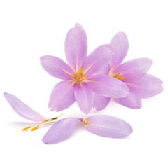 Obraz premium lilac crocus flowers isolated on white background