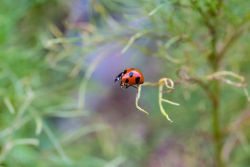 Fototapeta premium Orange black ladybug on green grass. Spring time.
