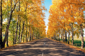 beautiful landscape of autumn road, on the edge of the road picturesque autumn forest with bright yellow foliage and blue sky