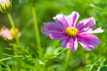Obraz premium Background with beautiful purple flowers