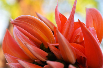 closeup of a red tulip