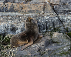 Leone marino che saluta 