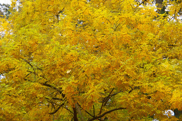 yellow autumn leaves