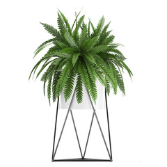 Exotic plants in pot fern	