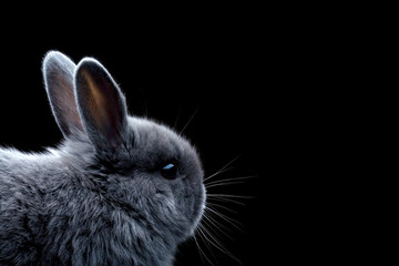 Adorable gray rabbit with small ears.