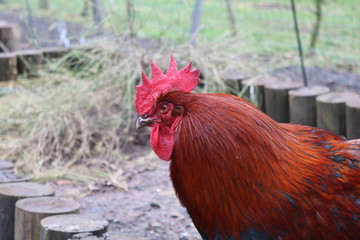 portrait of a rooster