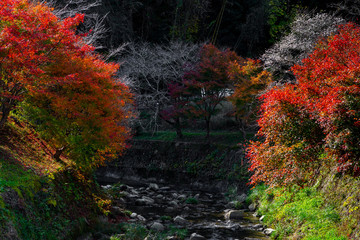 Obara Shikizakura park riverside view, colorful autumn trees on the hill full blooming in Obara...
