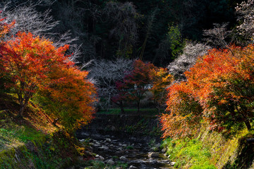 Obara Shikizakura park riverside view, colorful autumn trees on the hill full blooming in Obara district, Toyota city, Nagoya, Japan.