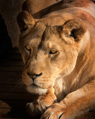 Lioness detail face