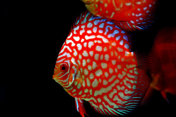 Pigeon Blood Discus fish - (Symphysodon sp.) 