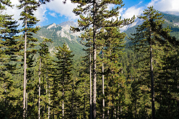Landscape with forest of black pines on Mount Olympus in Greece