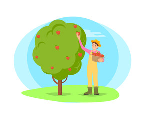 Farmer working in garden picking fruit from tree vector cartoon icon. Happy woman in hat and uniform plucking apples and put in basket, work on farm