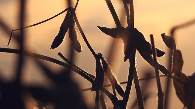 Close up of ripe soybean crop pods in cultivated field in sunset ready for harvesting season