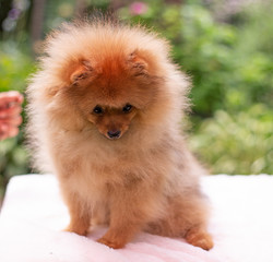 Beautiful orange dog - pomeranian Spitz. Puppy pomeranian dog cute pet happy smile playing in nature