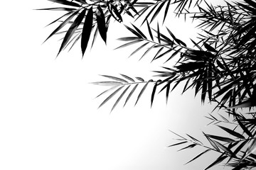 bamboo leaves on pale white background - monochrome