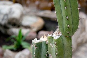 Cactus background 