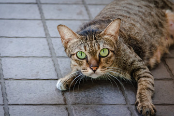 Brown-green cats, green eyes looking