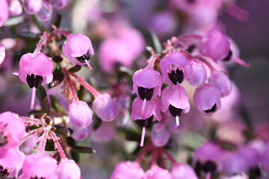 ジャノメエリカ Images Browse Stock Photos Vectors And Video Adobe Stock