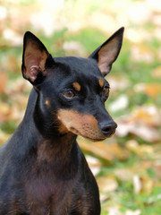 English Toy Terrier in the autumn garden