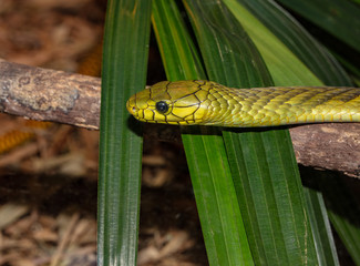 african green mamba gets a side profile