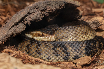 cottonmouth takes shelter under a rock while it begins to molt