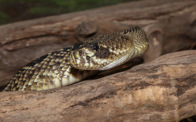 eastern diamondback rattlesnake side profile