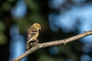 American Goldfinch 02