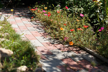 Portulaca flowers in the bed flower, top view