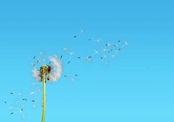 Close up of grown dandelion and dandelion seeds isolated on  background