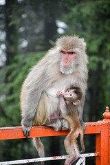 Naklejka premium Incredibile India