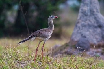 Fototapeta premium Red legged Seriema, Pantanal , Brazil