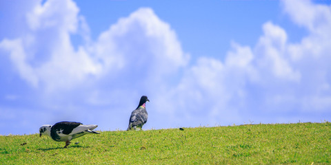 Two pigeon on green grass against the sky