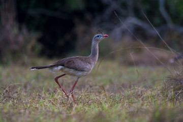 Red legged Seriema, Pantanal , Brazil