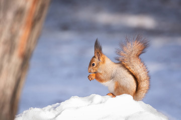 squirrel snow winter