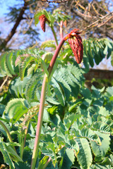 Melianthus major (Vivace Exotique Rustique Fleur Jardin Feuille Feuillage)