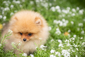 Beautiful orange dog - pomeranian Spitz. Puppy pomeranian dog cute pet happy smile playing in nature on in flowers