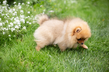 Beautiful orange dog - pomeranian Spitz. Puppy pomeranian dog cute pet happy smile playing in nature on in flowers