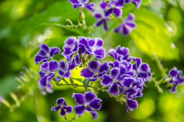 Golden Dewdrop at Myraid Botanical Gardens, OK, USA