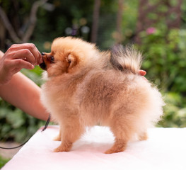 Beautiful orange dog - pomeranian Spitz. Puppy pomeranian dog cute pet happy smile playing in nature